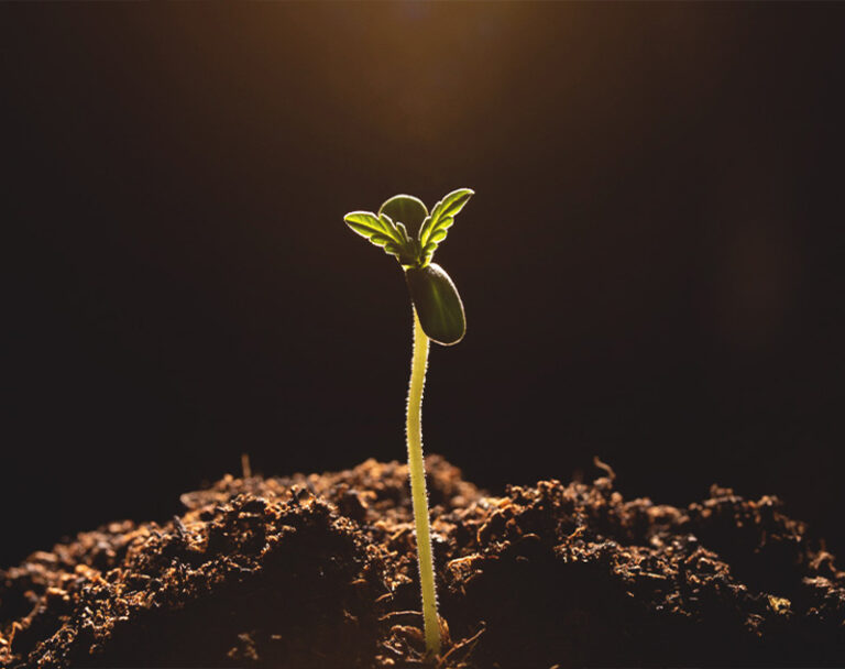 Greenfrogseedbank Versand aus Deutschland – Ihr Experte für Hanfsamen